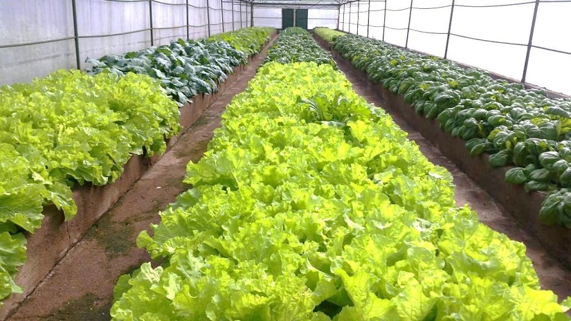 PRODUCTORAS